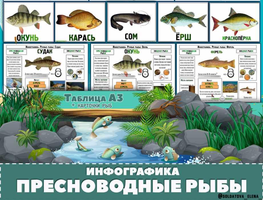 Cодержание речных рыб в аквариуме, создание биотопа