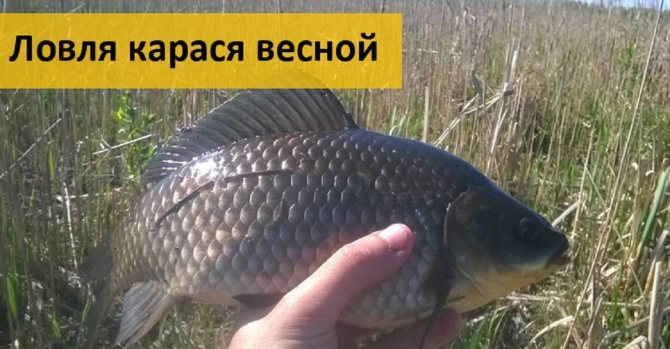 Когда лучше клюет карась — влияние времени, давления и погоды - суперулов - интернет-портал о рыбалке