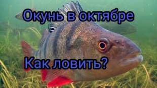 Оснастка для ловли окуня и щуки с поверхности: приманки и монтаж