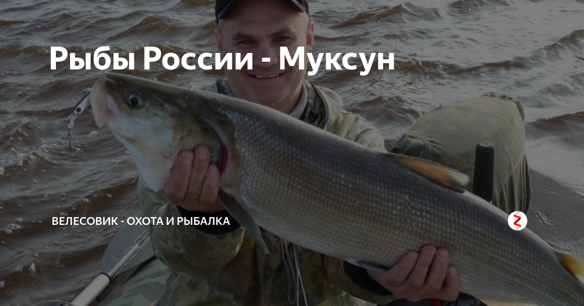 Щекур и муксун отличие — ловись рыбка
