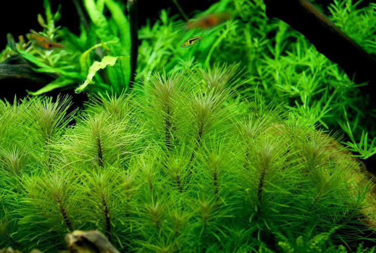 Содержание растения погостемон хелфери в аквариумных условиях