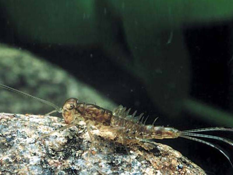 Ручейник и его личинки: описание и среда обитания, размножение и использование насекомых в рыбной ловле, фото