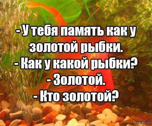 Какая память у рыбки, эксперименты и факты