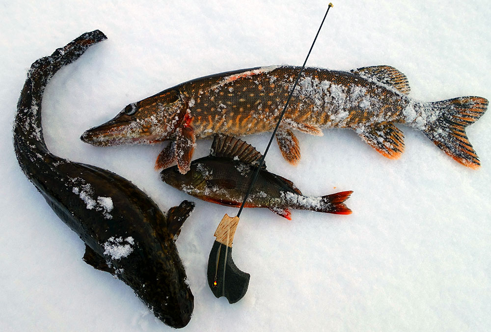 Зимняя рыбалка на налима: где искать и на что клюет