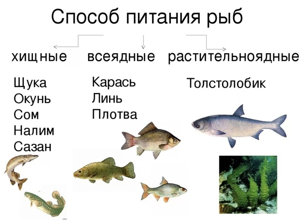 Хищные аквариумные рыбки: правила содержания (температура, фильтрация), совместимость, размножение