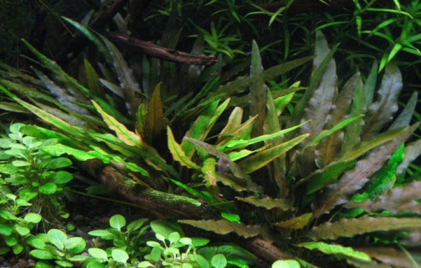 Виды криптокорины и содержание растений в аквариуме
