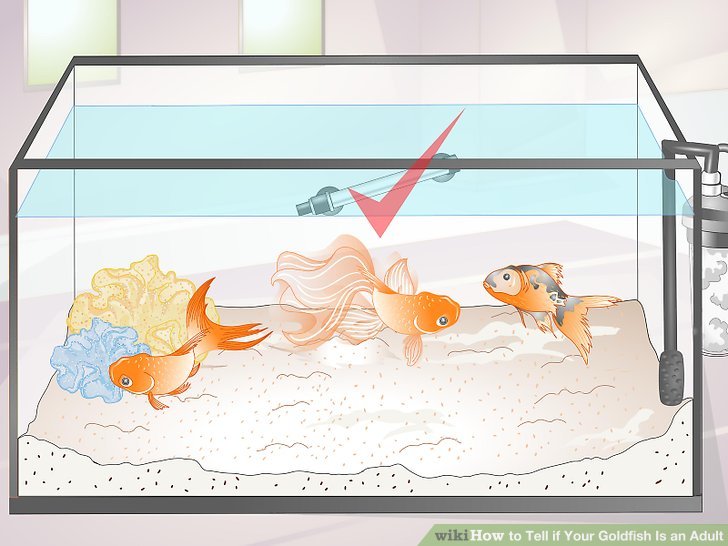 Нематантусы — эффектные красавцы с золотыми рыбками. уход в домашних условиях. фото — ботаничка