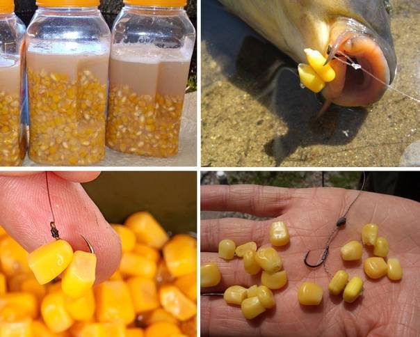 Ловля карпа на кукурузу: как насаживать на крючок, приготовление ферментированной кукурузы, рецепты