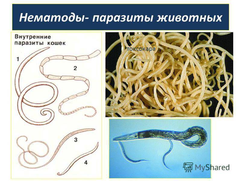 Красные черви в рыбе: классификация, опасность для человека - новости, статьи и обзоры