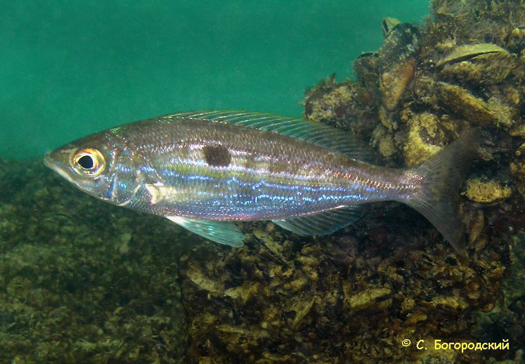 Все рыбы черного моря названия