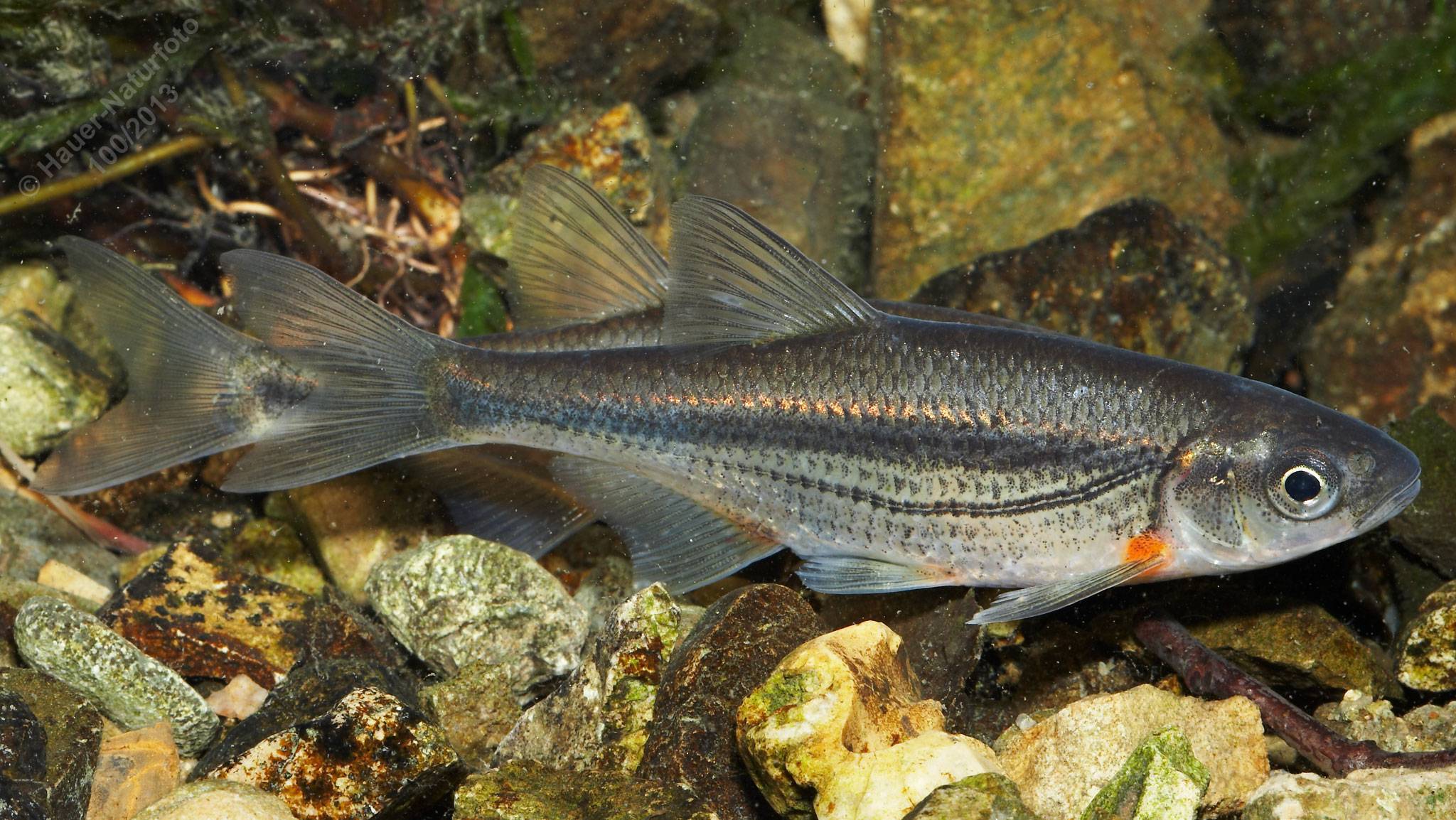 Рыба ерш (обыкновенный, морской, речной) — фото, как выглядит, где живет, чем питается