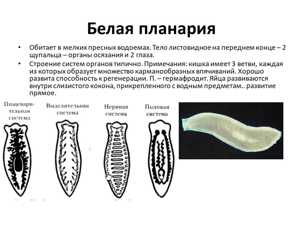 Белые организмы. Планария римацефалус. Белая планария строение рисунок. Планария гермафродит. Класс Ресничные черви молочная планария.