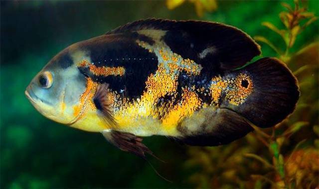 Рыба астронотус: содержание, разведение, нерест, икра - в аквариуме