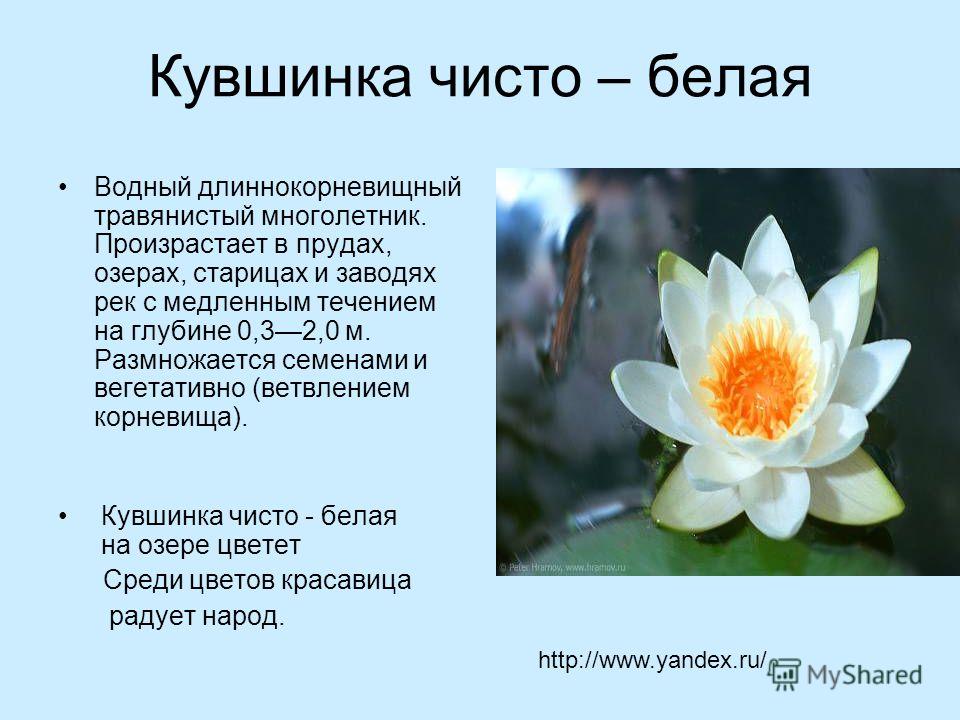Кувшинка(водяная лилия): фото и описание растения