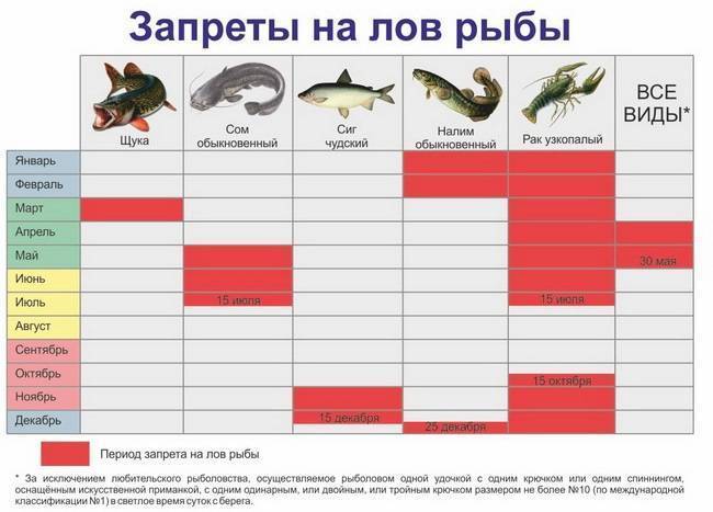 Сезон рыбалки в подмосковье 2020: когда разрешается, нерестовый запрет
сезон рыбалки в подмосковье 2020: когда разрешается, нерестовый запрет