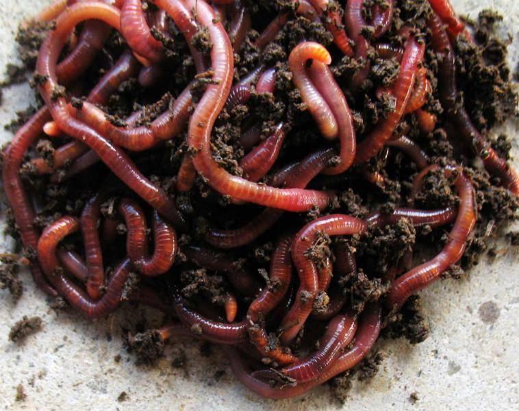 Как правильно насаживать червя на крючок? особенности и способы насаживания