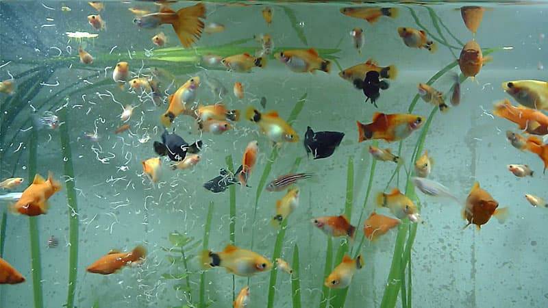 Чем и сколько кормить сомиков в аквариуме (от мальков до взрослых особей)? — журнал "рутвет"