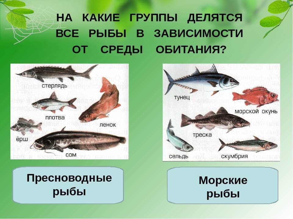 Рыба семейства вьюнов: описание, методы ловли и выбор наживки, приготовление блюд и фото