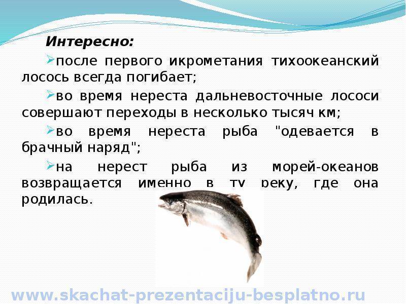 Судак - описание и способы ловли