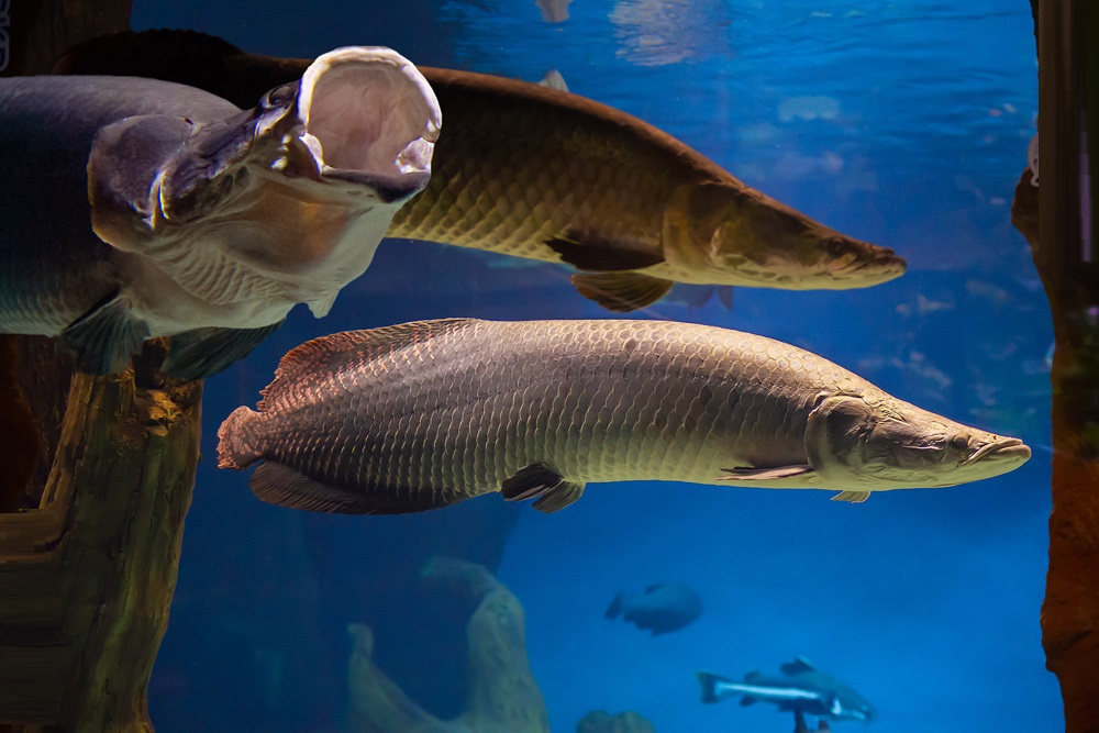 Самая большая рыба в мире: топ-10 крупных особей на планете земля
