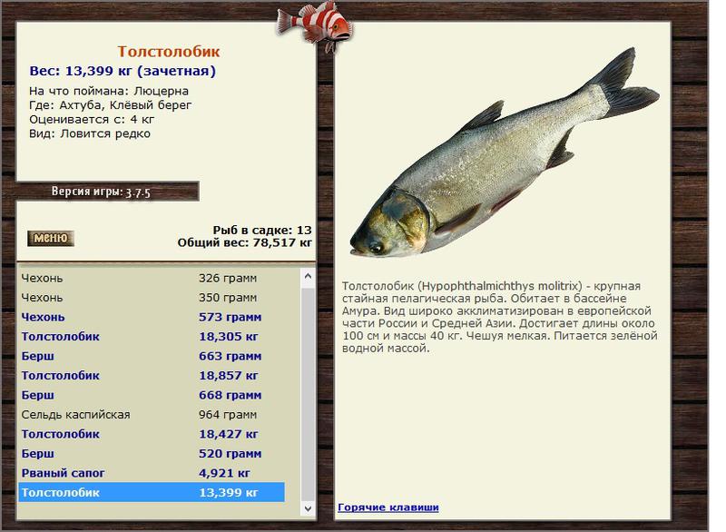 Максимальный вес рыб. Толстолоб рыба максимальный вес. Толстолобик рыба максимальный вес. Толстолобик, вес. Толстолобик Размеры.