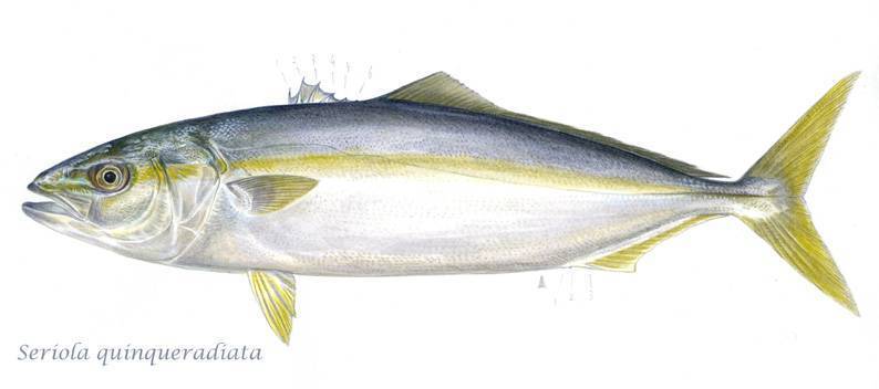 Рыба лакедра: простой пошаговый рецепт приготовления с фото