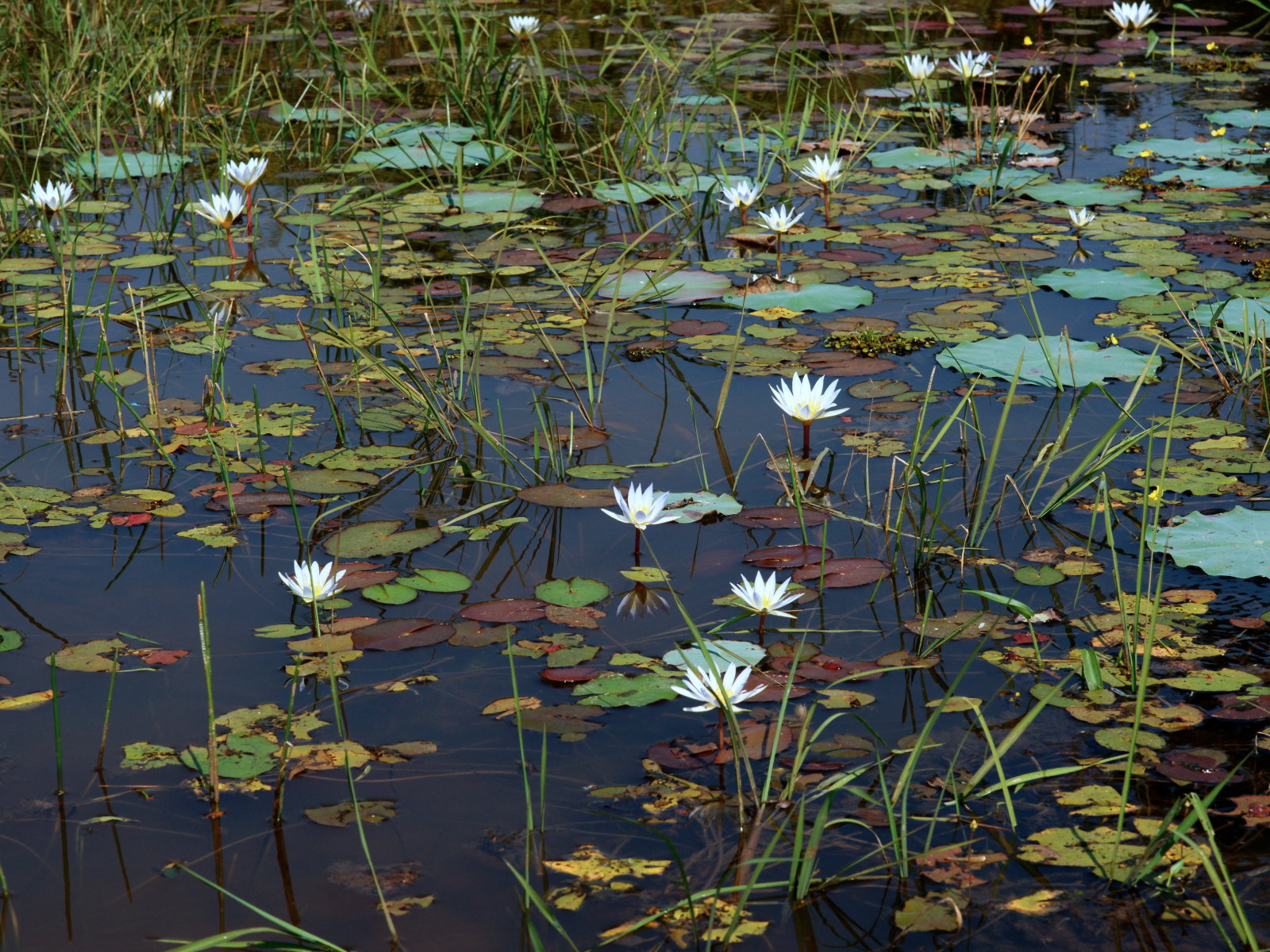 ✅ водные растения, растущие в прудах, и их названия - сад62.рф