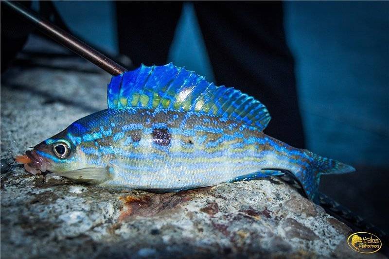 Рыба «Морской окунь голубой» фото и описание