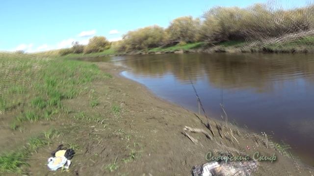 Нерест карася: поведение, период, места