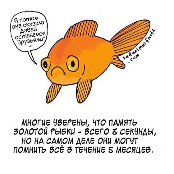 ✅ какая память у рыб? эксперементы и различия в видах. сколько секунд длится память у рыб: мифы о домашних рыбках - sundaria.su