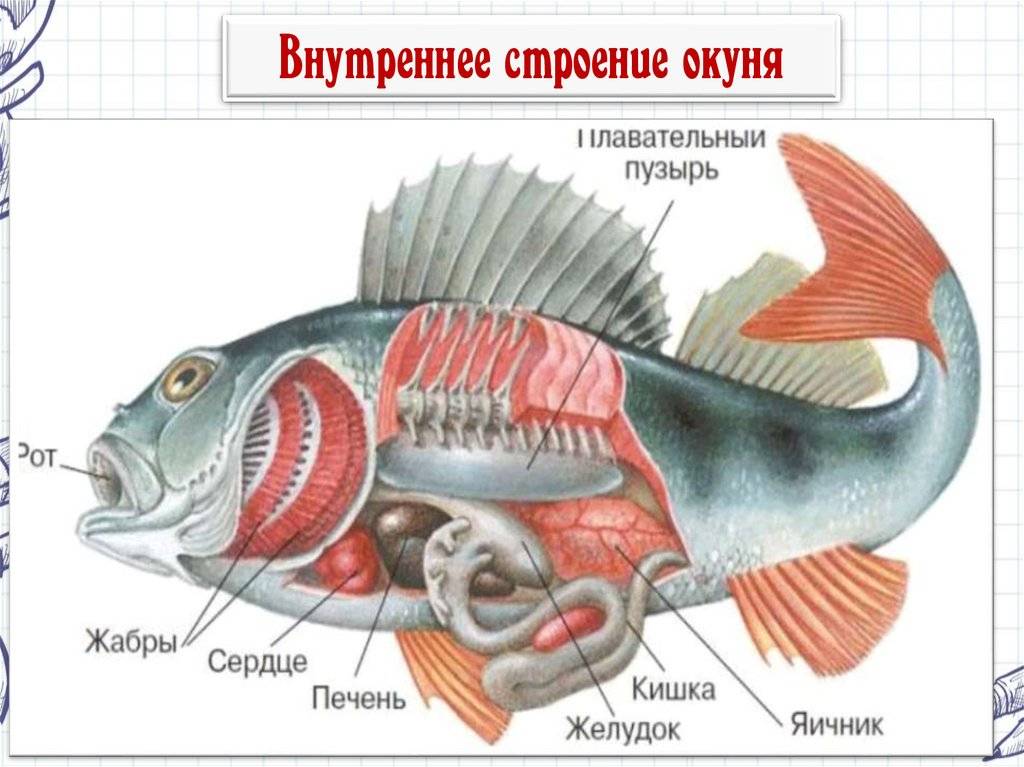 Внутреннее строение карася. Строение рыбы Речной окунь. Внутреннее строение речного окуня. Строение костистой рыбы окуня. Внешнее строение рыбы окунь.