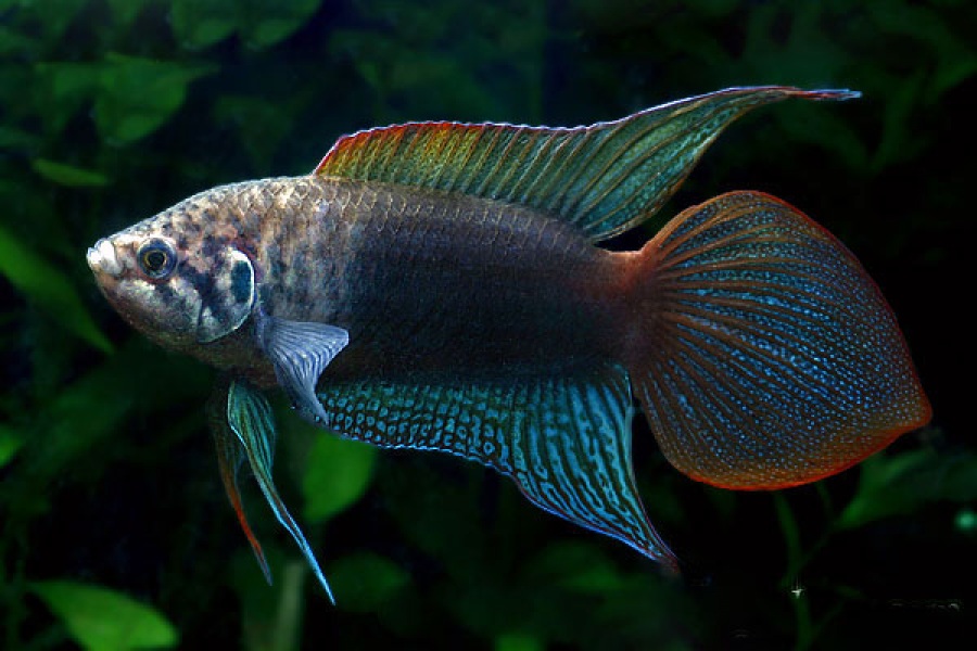 Топ-9 видов лабиринтовых рыбок