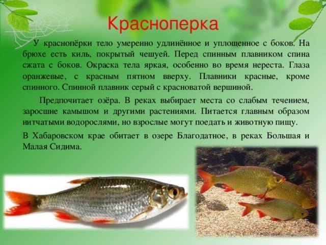 Описание болезней рыб