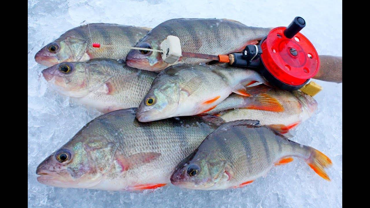 Ловля окуня зимой на мормышку - рыбачок!сайт рыбачок