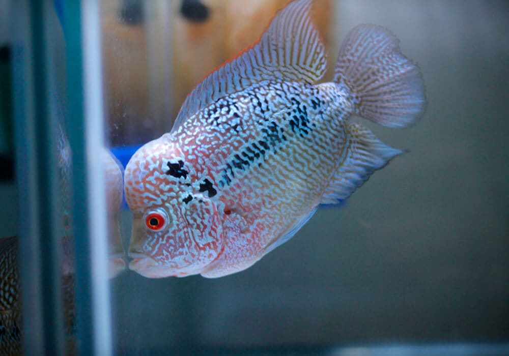 Красота аквариумной рыбы флауэр хорн, содержание и разведение