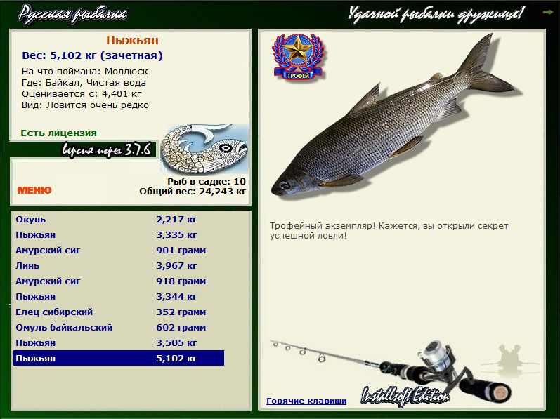 Пеленгас - подробное описание рыбы: где обитает, чем питается