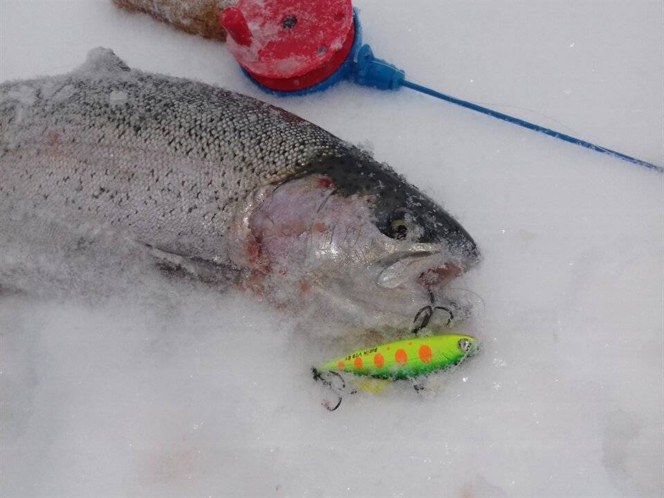 Зимняя рыбалка на форель: как правильно выбрать блесну для ловли
