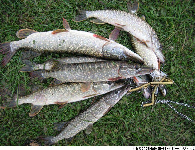 Рыбалка на рузском водохранилище - зима, лето, осень, весна: отзывы