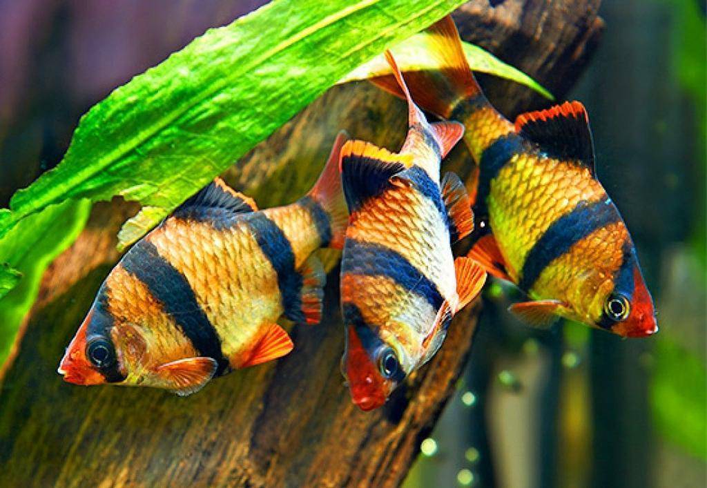 Зеленый барбус: содержание, правила размножения, основные отличия самца от самки, а также фото этой аквариумной рыбки