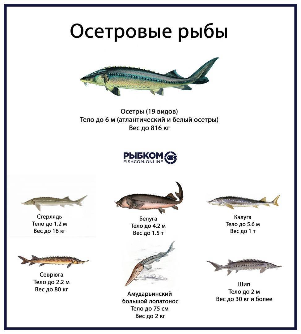 К какой породе рыб относится. Рыба осетровых пород перечень. Классификация осетровых рыб схема. Охарактеризовать семейство осетровых. Семейство осетровых список рыб названия.