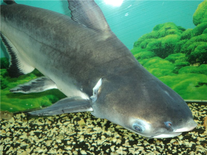 Пангасиус в аквариуме — содержание и уход за карликовой акулой