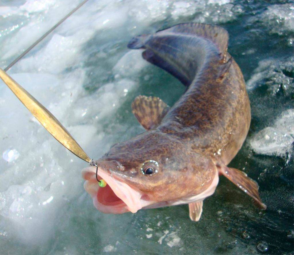 Налим – рыба холодной воды