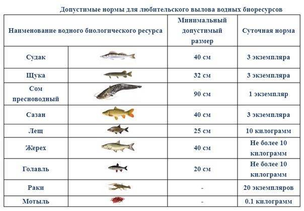 Минимально разрешенные к вылову размеры рыбы, для восточно-сибирского бассейна