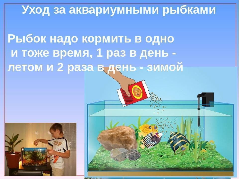 Как ухаживать за золотыми рыбками (с иллюстрациями)