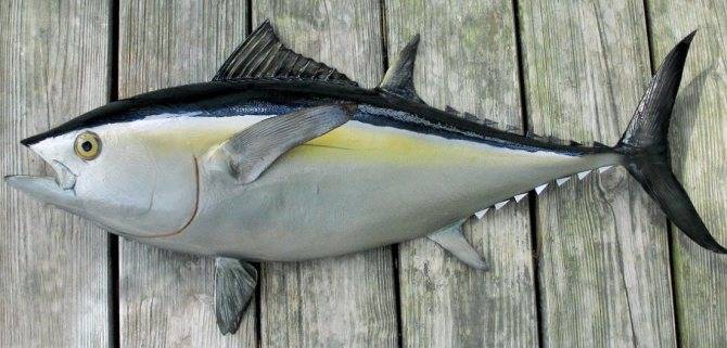 Обыкновенный тунец