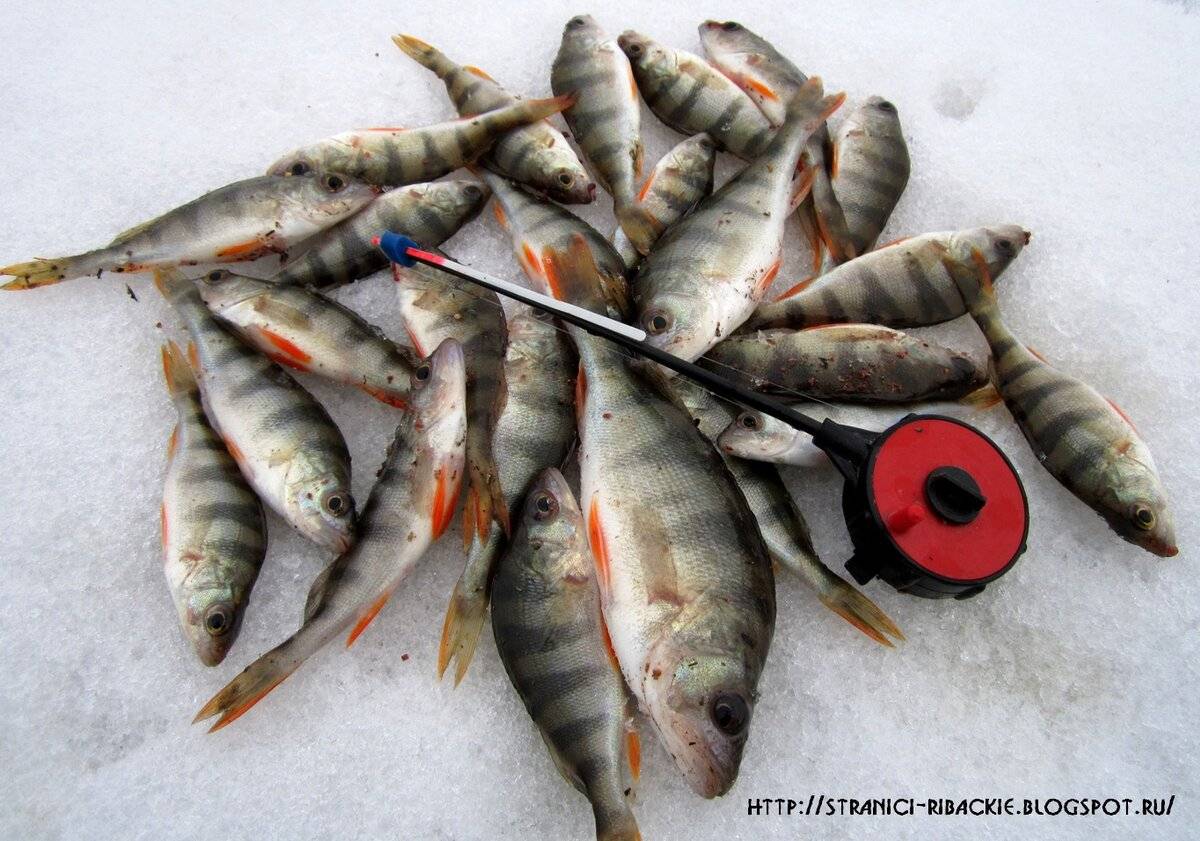 Ловля окуня: подробно о рыбалке на окуня, летом и зимой, все способы