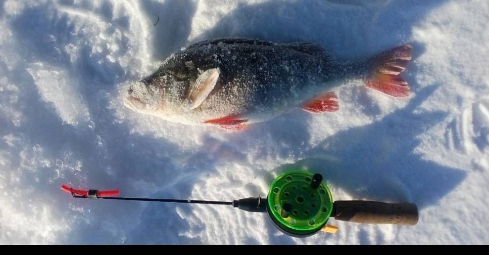 Зимняя рыбалка на окуня: приманки и снасти, тактика ловли