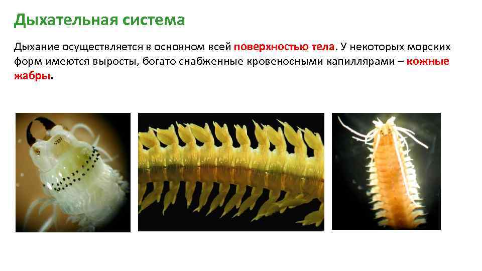 Нематоды (белые черви) в аквариуме: как избавиться, причины появления, методы лечения, борьбы