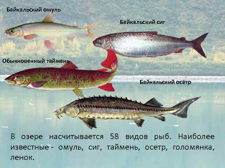 Семейство сиговых рыб список с фото и названиями