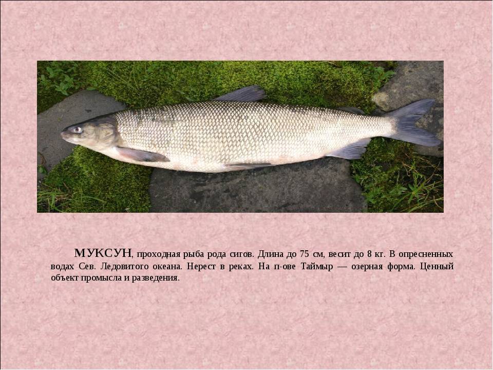 Рыба шамайка (шемая): видовые особенности, места обитания, питание